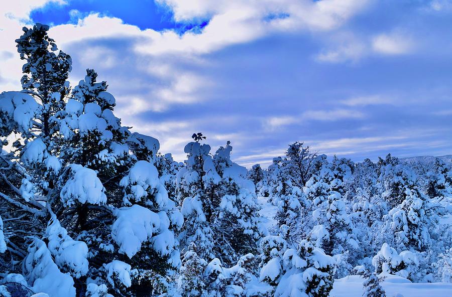 Snow covered Pine Trees Photograph by Bnte Creations
