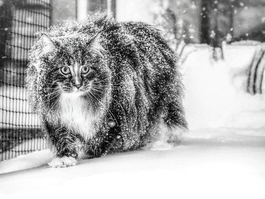 Snow experience  Photograph by Jaroslav Buna