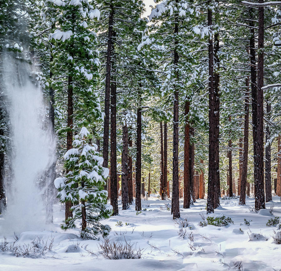 Snowfall Photograph by Maria Coulson