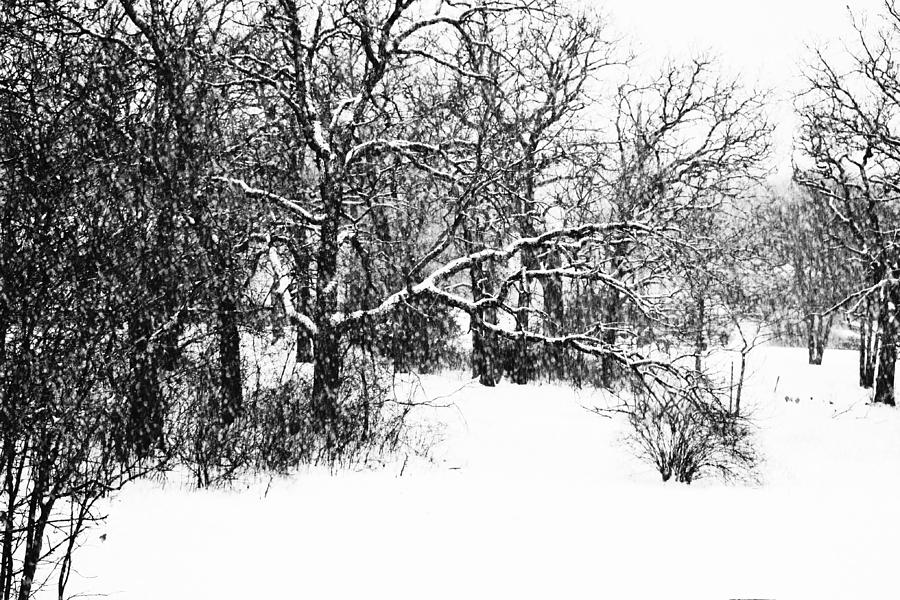 Snow Falling on Trees Black and White Photograph by Gaby Ethington