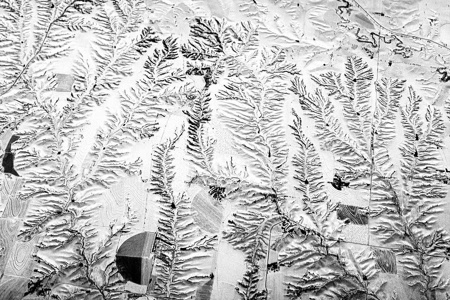 Snow Ferns Photograph by Mary Lee Dereske