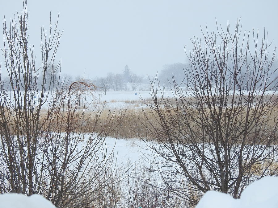 Marsh Grasses Photograph - Snow Filled Marsh by Barbara Ebeling