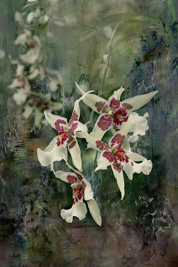 Snow Flake Orchids Photograph by Cate Franklyn