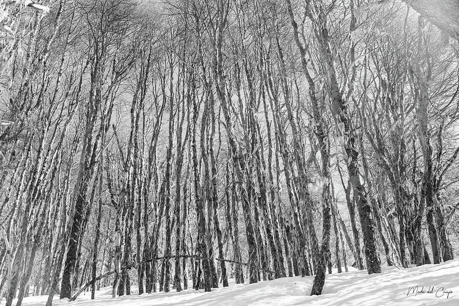 Snow forest Photograph by Mache Del Campo