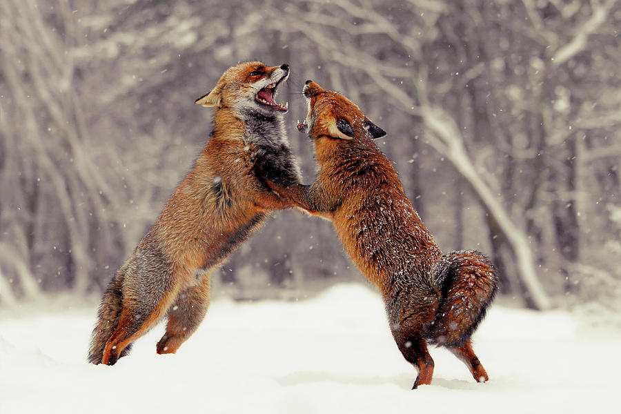 Fox Photograph - Snow Fox Series - Dances With Foxes by Roeselien Raimond
