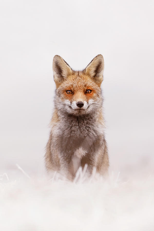 Winter Photograph - Snow Fox Series - Fox First Winter by Roeselien Raimond