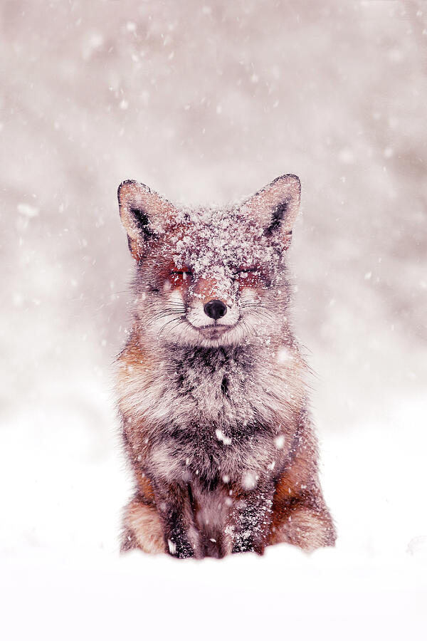 Winter Photograph - Snow Fox Series - Happy Fox in the Snow by Roeselien Raimond