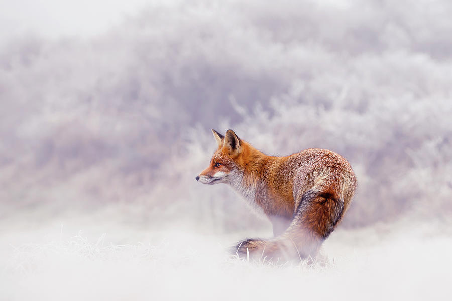 Christmas Photograph - Snow Fox Series - Lost in this World by Roeselien Raimond