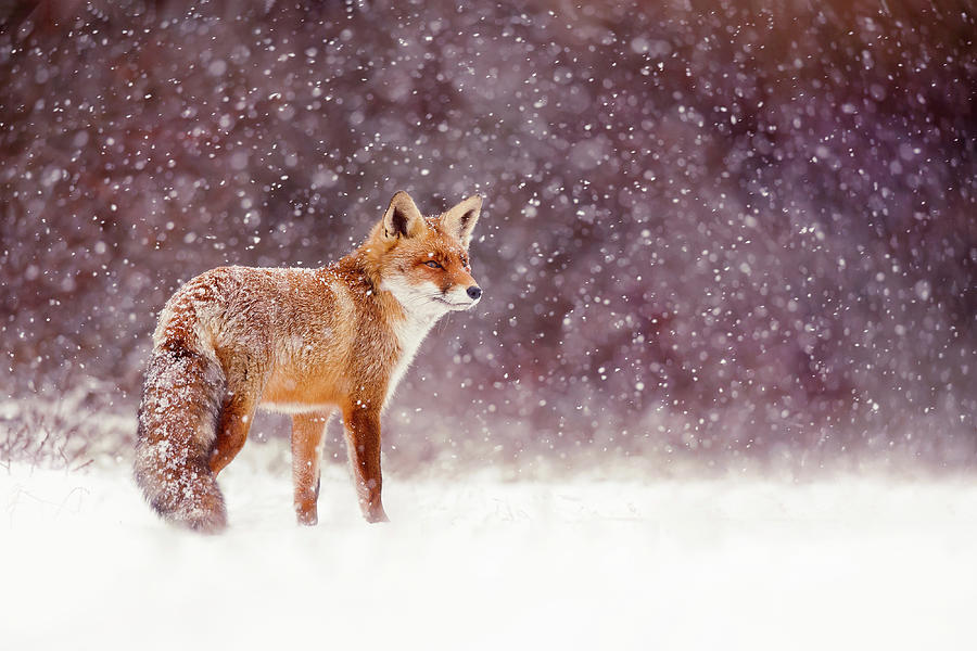 Christmas Photograph - Snow Fox Series - Red Fox Whiteout by Roeselien Raimond