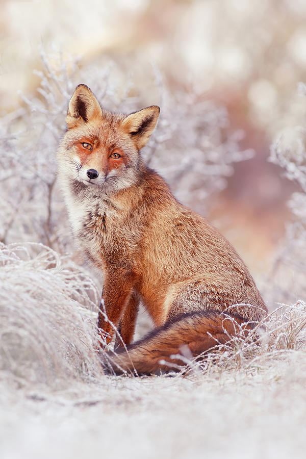 Winter Photograph - Snow Fox Series - Snow Princess by Roeselien Raimond
