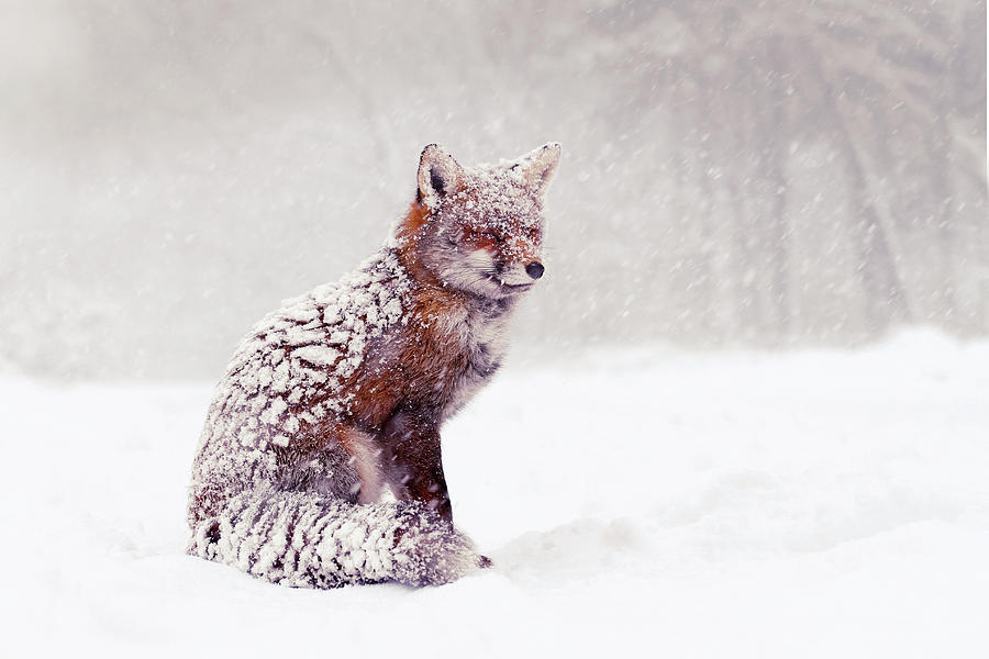 Winter Photograph - Snow Fox Series -Zen Fox in the Snow by Roeselien Raimond