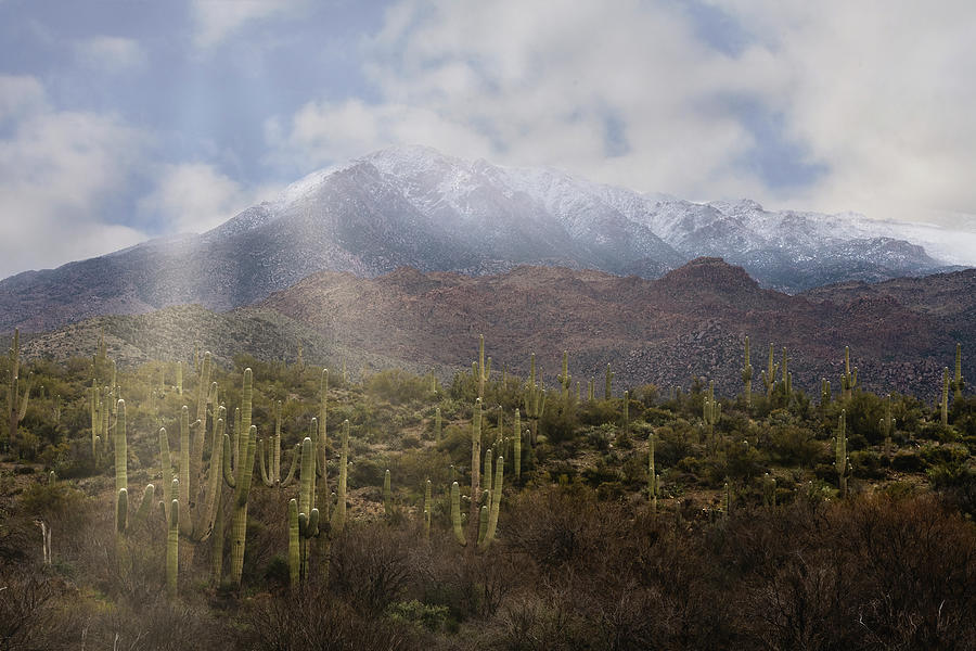 Snow Frosted Desert In The Sonoran  Photograph by Saija Lehtonen