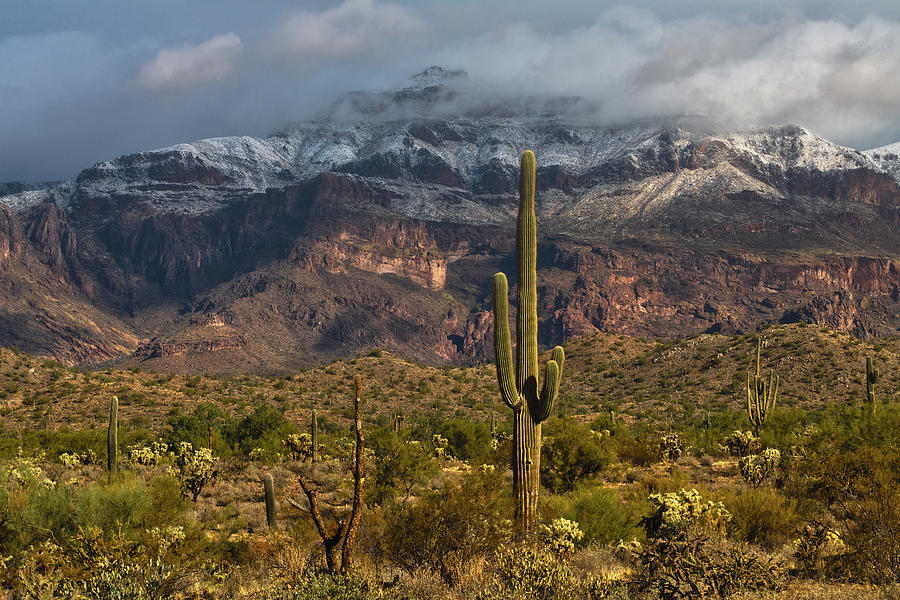 Snow Frosted Superstitions And The Saguaro  Photograph by Saija Lehtonen