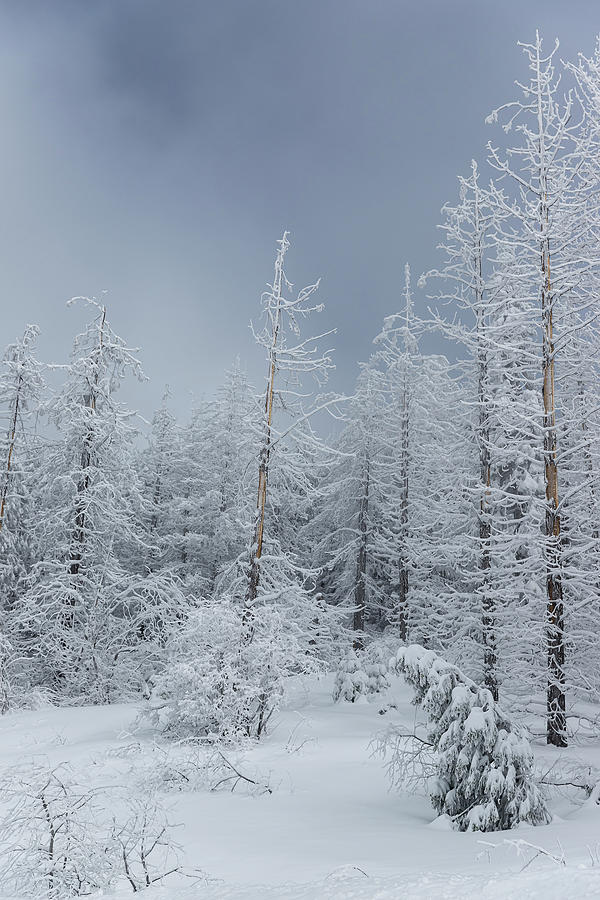 Snow Frosted Trees Photograph