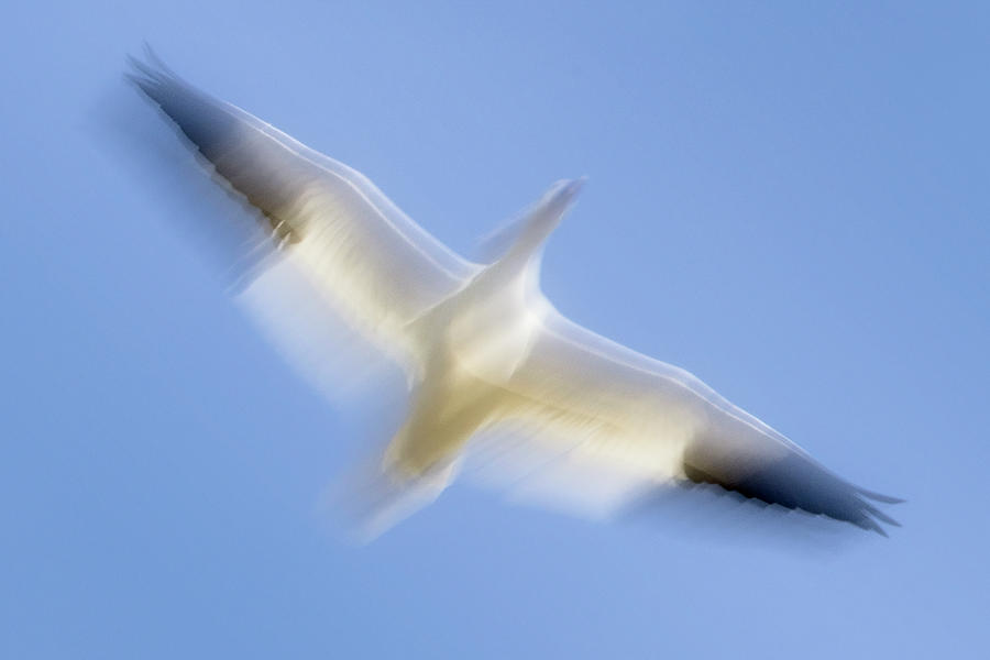 Snow Geese Abstract Photograph by Susan Candelario