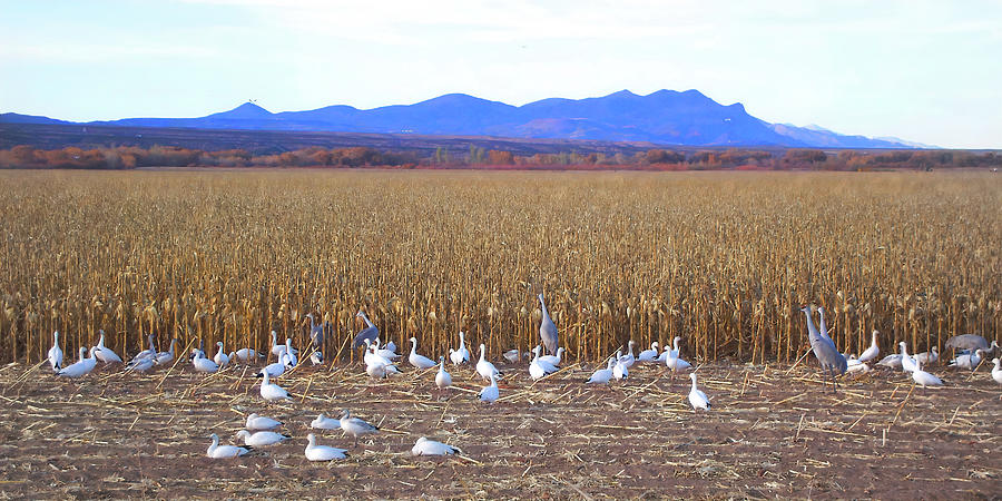 Snow geese and Cranes Feeding Photograph by Jerry Griffin