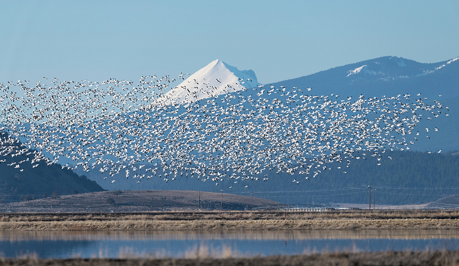 Snow Geese and Mount McLoughlin Photograph by Loree Johnson