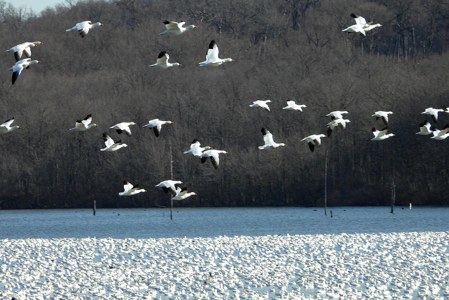 Snow Geese at Middle Creek Photograph by Living Color Photography Lorraine Lynch