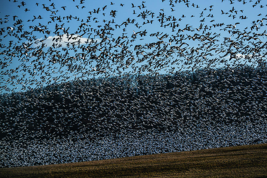 Snow Geese at Middle Creek Photograph by Tana Reiff