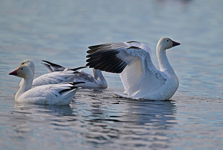Snow Geese at Sacramento NWR Wetland Photograph by Amazing Action Photo Video