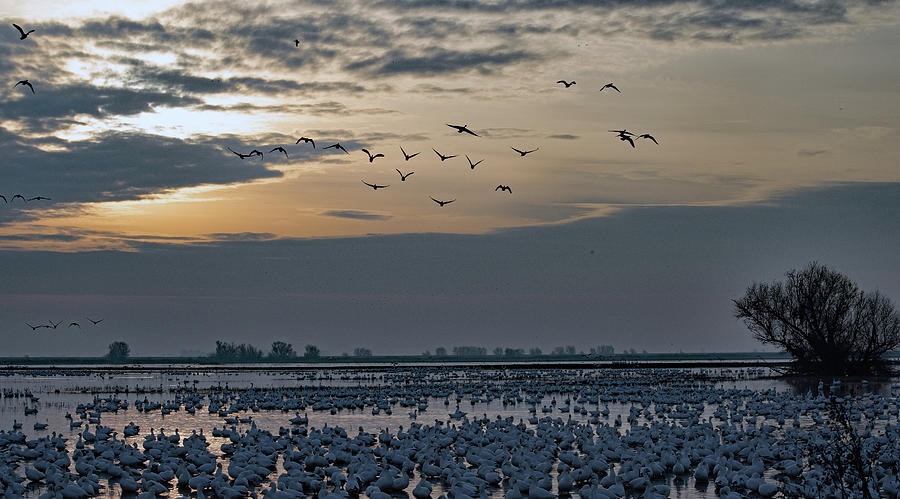 Snow Geese Bedding Down Photograph by Eric Tressler