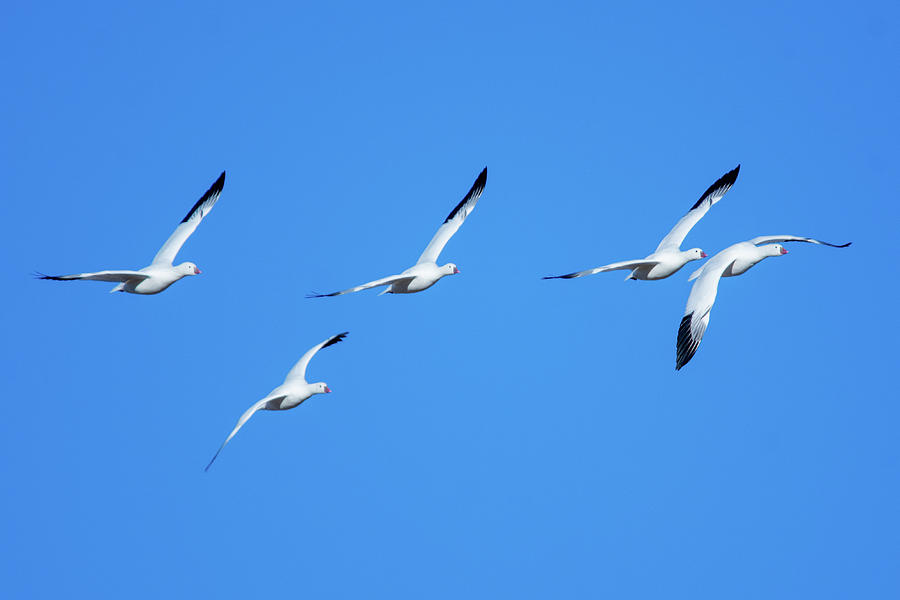 Snow geese Photograph by Bitter Buffalo Photography