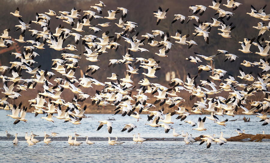 Bird Photograph - Snow Geese Blast Off Hagerman National Wildlife Refuge by Joan Carroll