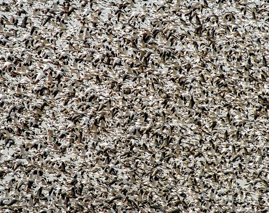 Snow Geese Blizzard Photograph by Kevin Anderson