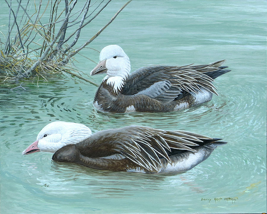 Snow Geese, Blue Morph Painting by Barry Kent MacKay