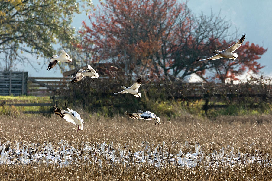 Snow Geese Coming In For A Landing Photograph by Michael Russell