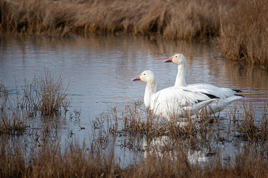 Snow Geese Duo Photograph by Kristia Adams