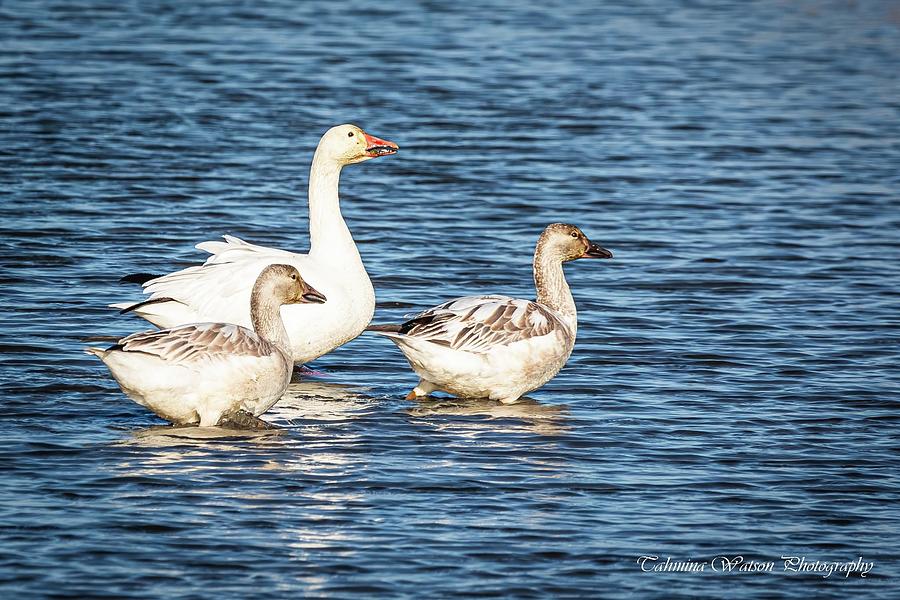 Snow Geese Family Photograph by Tahmina Watson