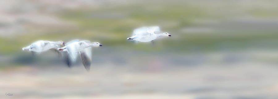 Snow Geese Flight Photograph by Judi Dressler