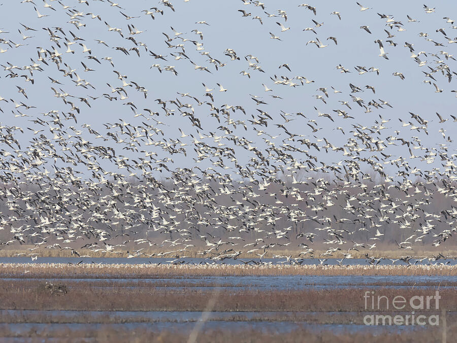 Bird Photograph - Snow Geese Flock in Flight by Deborah Kletch
