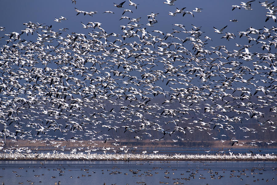 Snow Geese Flock in Flight Photograph by Flinn Hackett