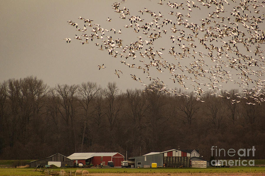 Snow Geese Flock Over Red Barn Photograph by Sea Change Vibes
