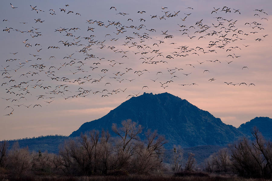 Snow Geese flying against Sutter Buttes Photograph by Alessandra RC