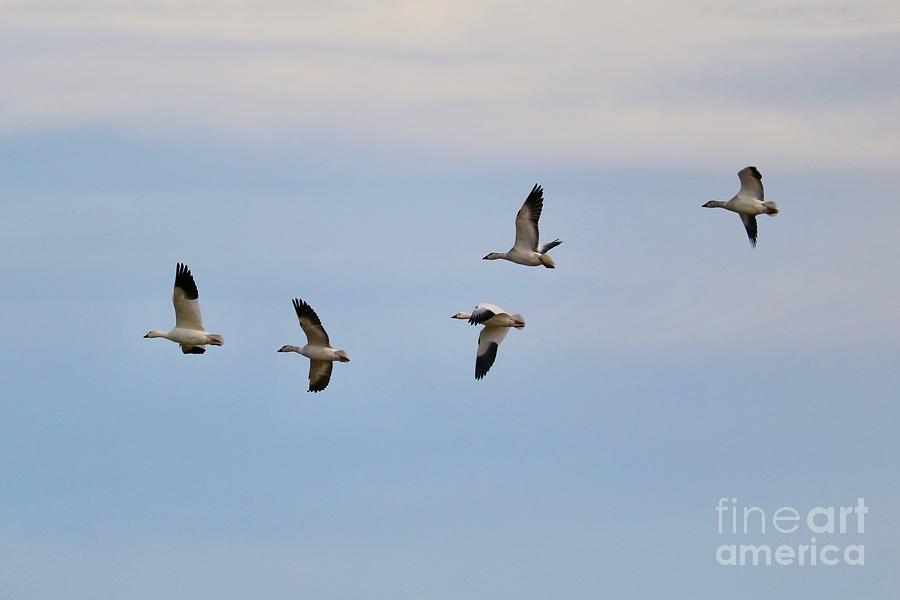Snow Geese Flying Photograph by Carol Groenen