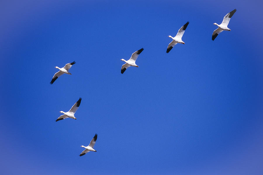 Snow geese flying in V formation Photograph by Mike Hill