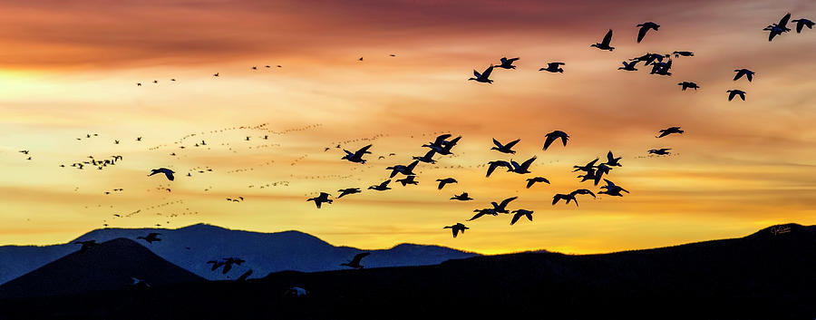 Snow Geese Flying into the Sunset Photograph by Judi Dressler