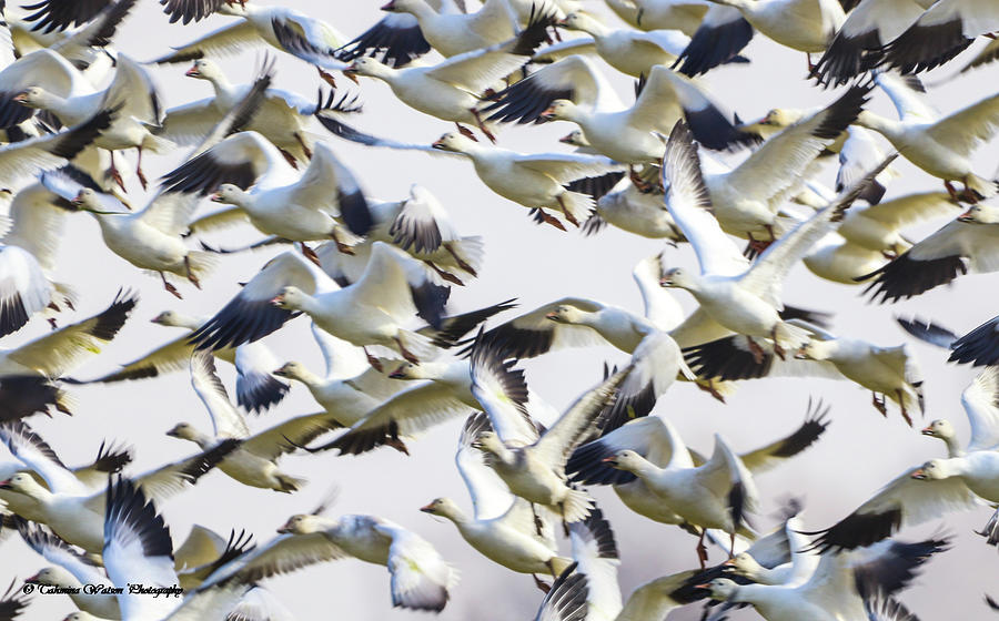 Snow geese galore Photograph by Tahmina Watson
