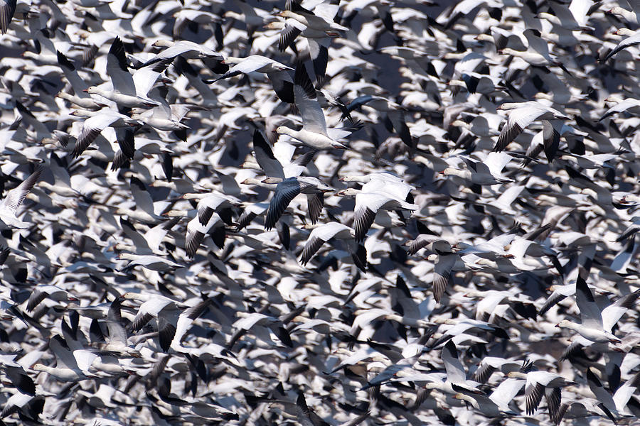 Snow Geese in a Crowded Sky Photograph by Flinn Hackett