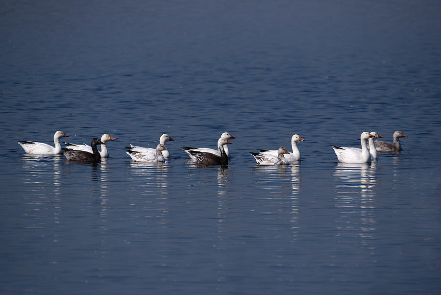 Snow Geese in a Row Photograph by Flinn Hackett