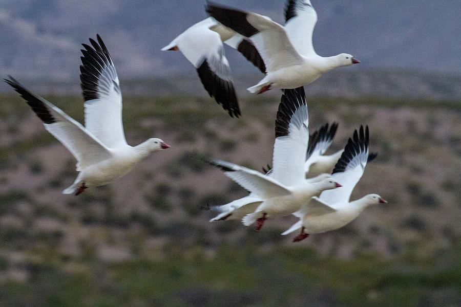 Snow Geese in Flight 48x32 Photograph by Randy Jackson