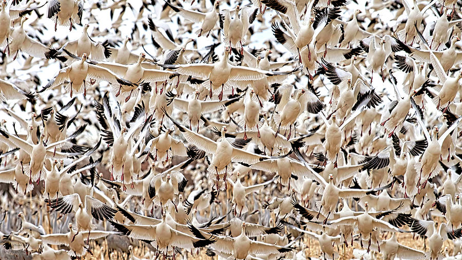 Snow geese in flight, Bosque del Apache National Wildlife Refuge, New Mexico, USA  Photograph by OLena Art