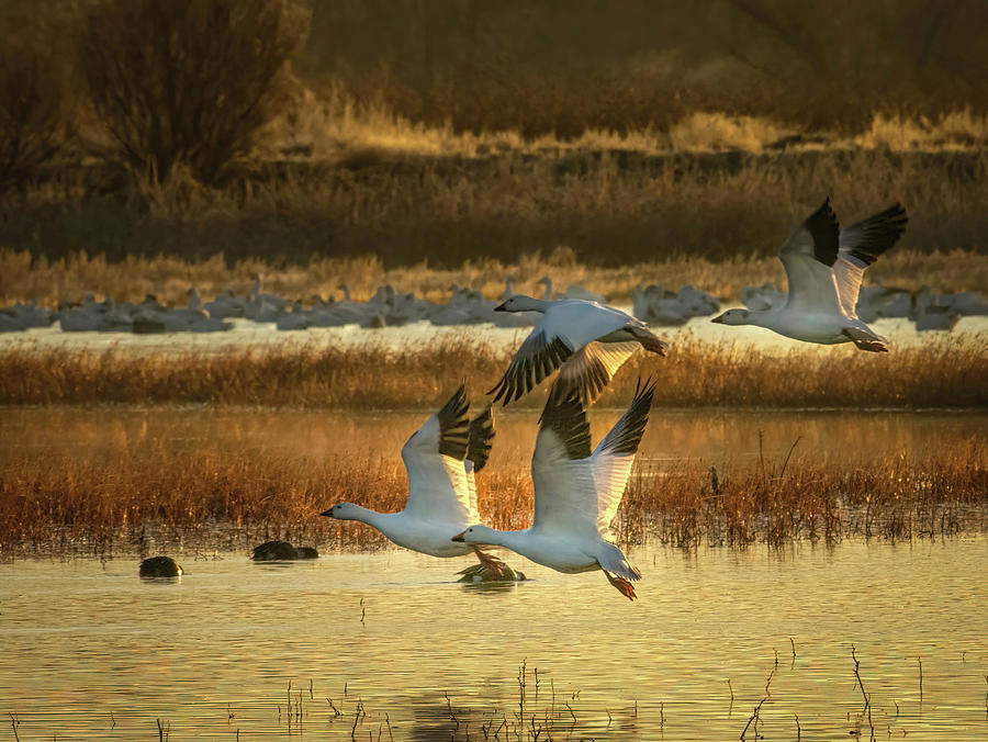 Snow Geese in Flight Photograph by Rebecca Herranen