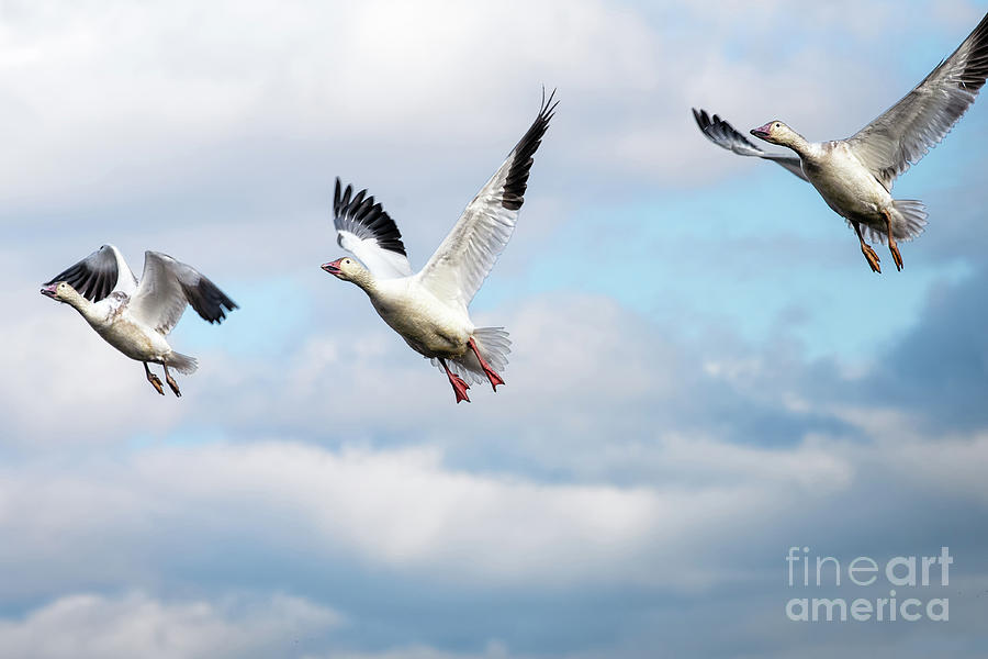 Snow geese in flight Photograph by Rehna George