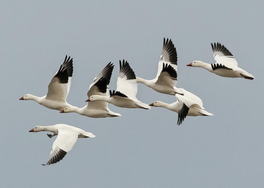 Snow Geese in Flight Photograph by Scott Miller