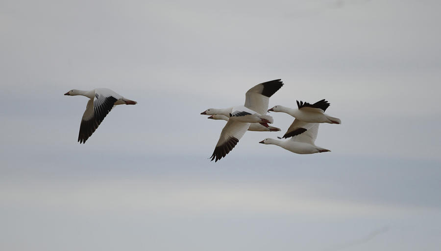 Snow Geese In Flight Photograph