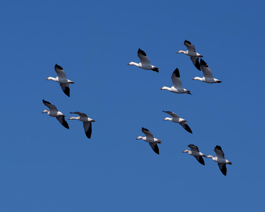 Snow Geese in Formation Photograph by Flinn Hackett